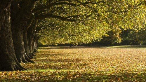 Fall