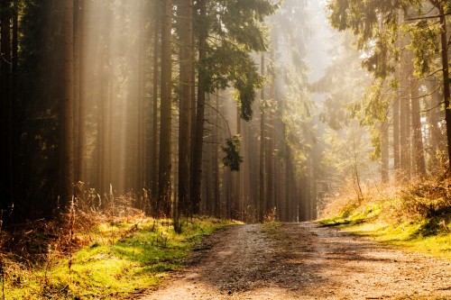 Sunbeam in the Forrest
